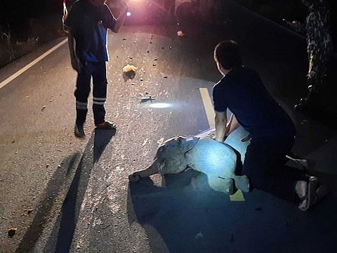 A rescue worker performs CPR on a baby elephant after a motorcycle crash in Chanthaburi province, Thailand, December 20, 2020. 