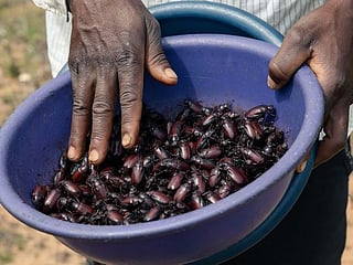Christmas grub: Zimbabwean beetle makes a seasonal snack