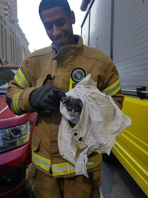 Kitten stuck in car hood rescued in 4-hour operation