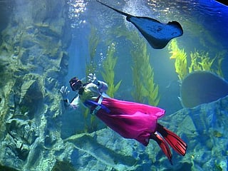 Divers in 'Hanbok' send New Year greetings from underwater at South Korean aquarium