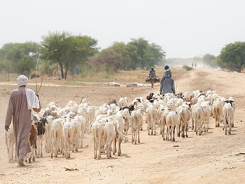 File photo: A herder with herd of sheep in a desert countryside, N'Djamena, Chad. [Illustrative image] 