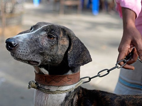 Cobbler and Sarail hound breeder Joton Rabidas holds a Sarail hound on a leash at his house in Sarail. 