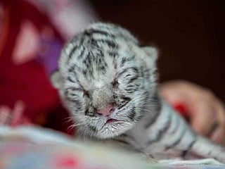 Photos: Rare white tiger born at Nicaragua zoo