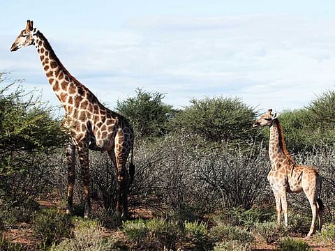 A photo provided by Emma Wells shows a dwarf giraffe, right, with an adult male in Namibia. Dwarfism, or skeletal dysplasia, is rare among wild animals and this is the first time it has been observed among giraffes. 
