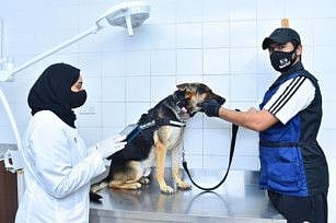 The device helps to transmit health information about the animals and the performance of their organs to the devices.