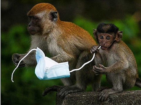 Macaque monkeys playing with a face mask.