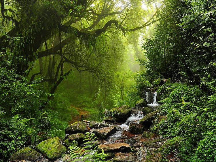 Forest loss 'hotspots' bigger than Germany