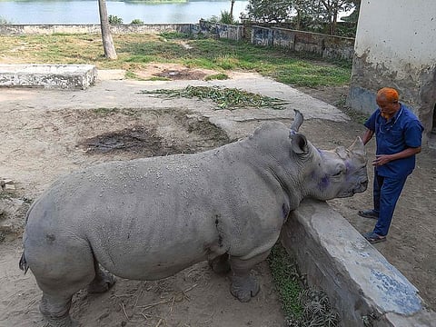 Rhino caretaker Forid Mia cuddles the a rhino inside an enclosure at the zoo in Dhaka