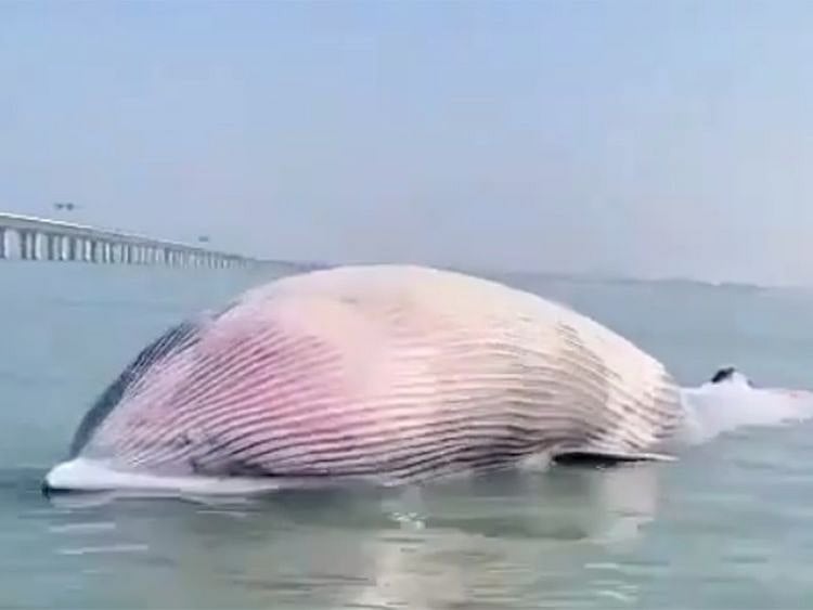 20210117_whale_Kuwait