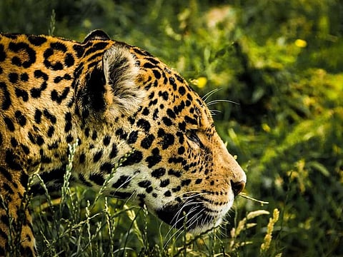  The Islamabad Wildlife Management Board (IWMB) recently captured a male leopard strolling in the leopard preserve zone during the afternoon at 13:30 hours which gained huge traction at the social, print and electronic media. Picture used for illustrative purposes only.