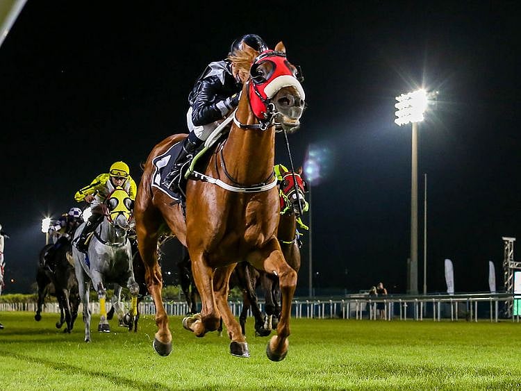 AF Alwajel winning the 2020 Sheikh Zayed bin Sultan Al Nahyan National Day Cup at Abu Dhabi under champion jockey Tadhg O'Shea.