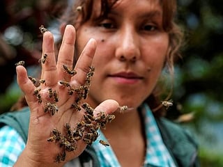 Bolivian couple rescue bees in danger from coca farming, fires 