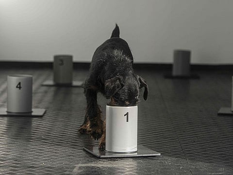 A jagd Terrier dog named Renda sniffs inside a bin marked with the number one at the training centre for COVID-19 sniffing dogs, located inside a ship container in Kliny village, near the Czech - German border, Czech Republic. 