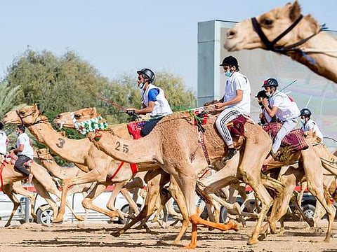 Photos: Emirati Sultan Al Shamsi dominates 6th National Day Camel Marathon in Dubai
