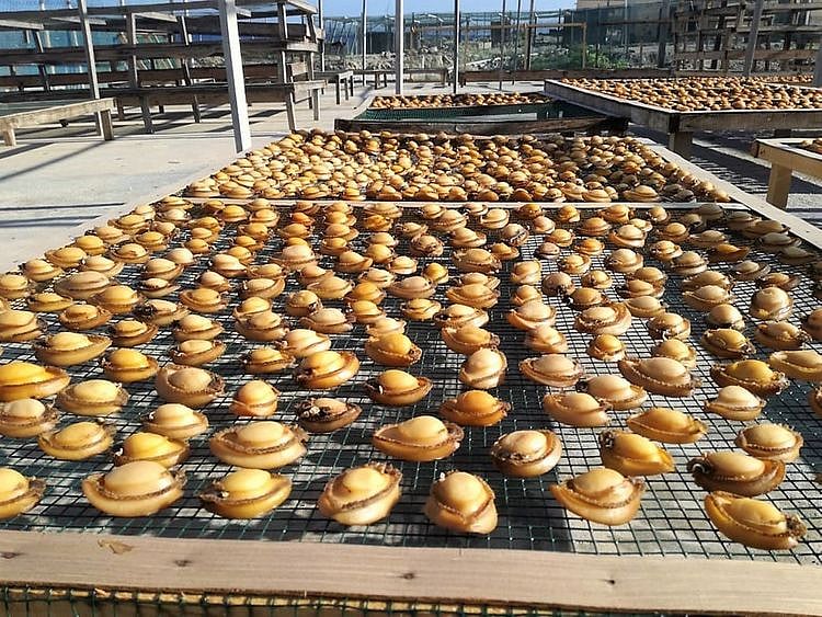 REG 210125 OMAN abalone 1-1611574790465