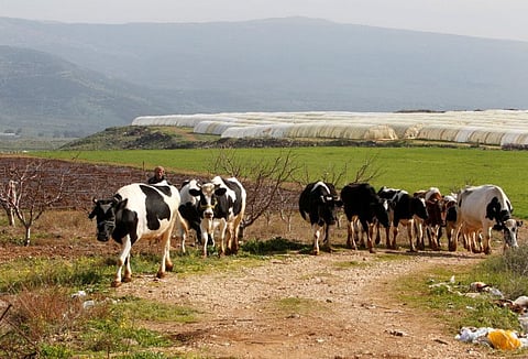 A shepherd herds cows in the village of Wazzani, near the Lebanese-Israeli border in southern Lebanon, January 25, 2021. 