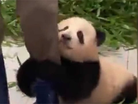  Fu Bao wraps her front paws around zookeeper's leg, clinging on even as he tries to walk away.