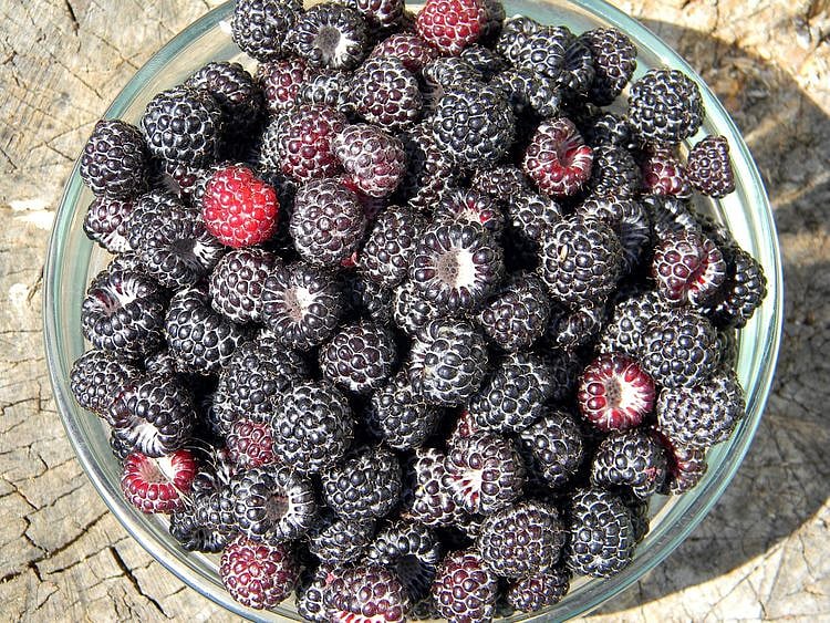 Black raspberries
