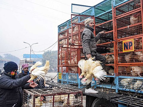 Workers unload chickens at Ghazipur Murga Mandi, in New Delhi, Friday, Jan. 15, 2021. Delhi Government issued directions to open the poultry market after all 100 samples collected from there tested negative for bird flu. 