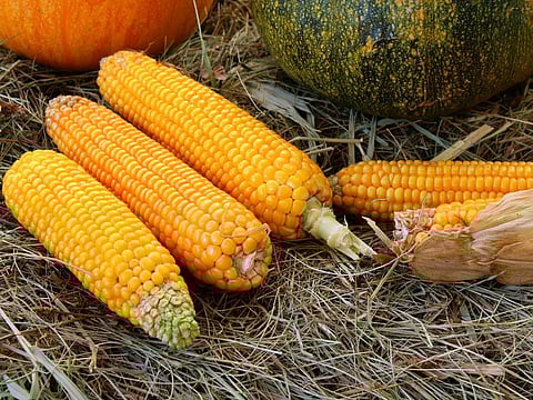 Make a meal of fresh corn 