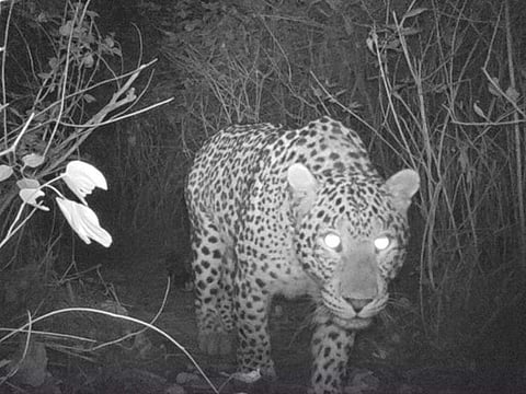 There were at least five leopards living in the Margalla Hills National Park, experts say. 