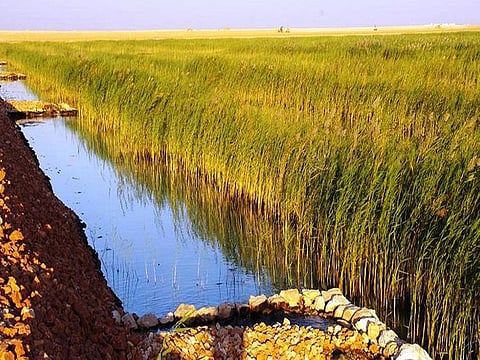 The Nimr Water Treatment Project (NWTP) in south Oman is billed as the largest industrial constructed wetland system in the world. 