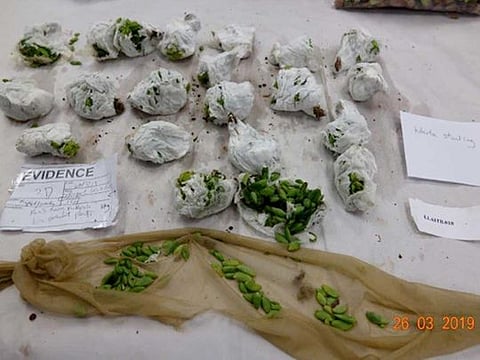 In an undated image provided by the New Zealand Ministry for Primary Industries, the cacti and succulents Wenqing Li hid in stockings tied to her body. The woman who tied nearly 1,000 cacti and succulent plants to her body in an attempt to smuggle them into New Zealand in 2019 has been sentenced to 100 hours of community service and 12 months of intensive supervision for violating the country’s biosecurity laws, government officials said. 