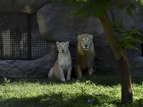 Lion and Lioness at Dubai Safari. Dubai Safari Park has reopened its doors to the public, with a wide range of interactive, educational and entertainment experiences for visitors.
