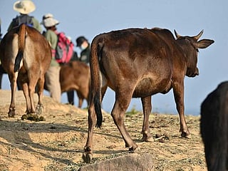 Hiking surge leaves wild cows starving on Hong Kong island