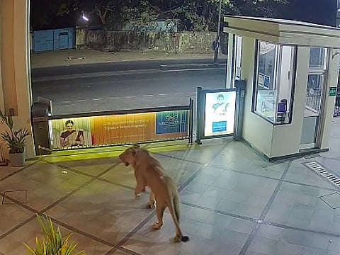 A lion seen strolling at the premises of a hotel in Junagadh.