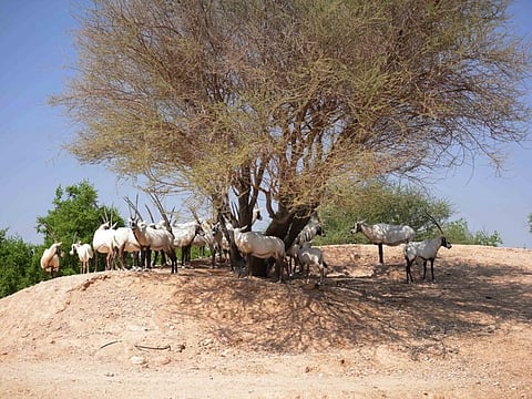 Arabian Oryx  take a shelter under a tree at Al Ain Zoo.
