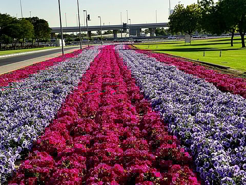 The municipality said it is expanding the green areas within the emirate’s public places, especially roads and public parks.