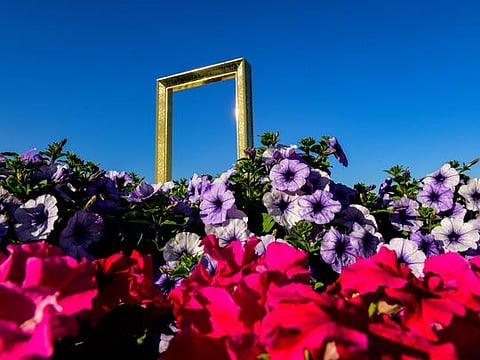 Look: Dubai is always in full bloom as flowers adorn streets, roads