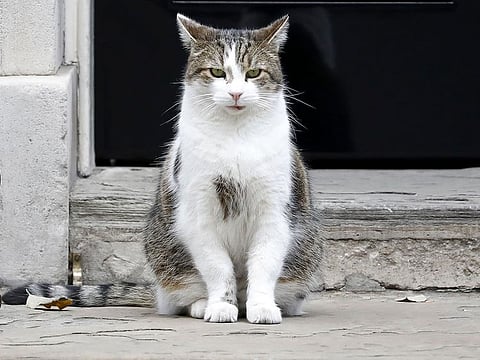 Larry sits outside the front door of 10 Downing Street, the official residence of Britain's Prime Minister, in London.  