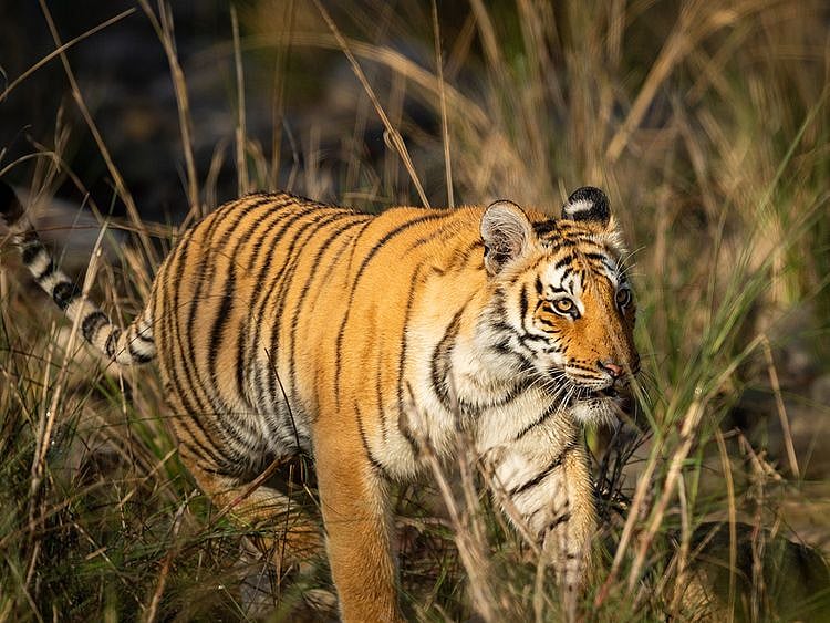 Tiger