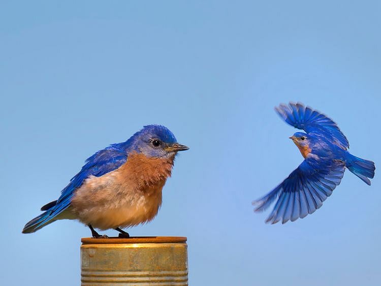 Bluebirds 