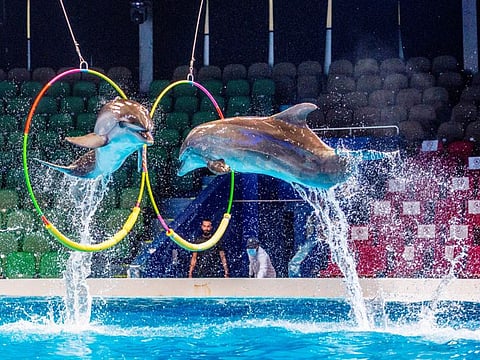 A show in progress at Dubai Dolphinarium.