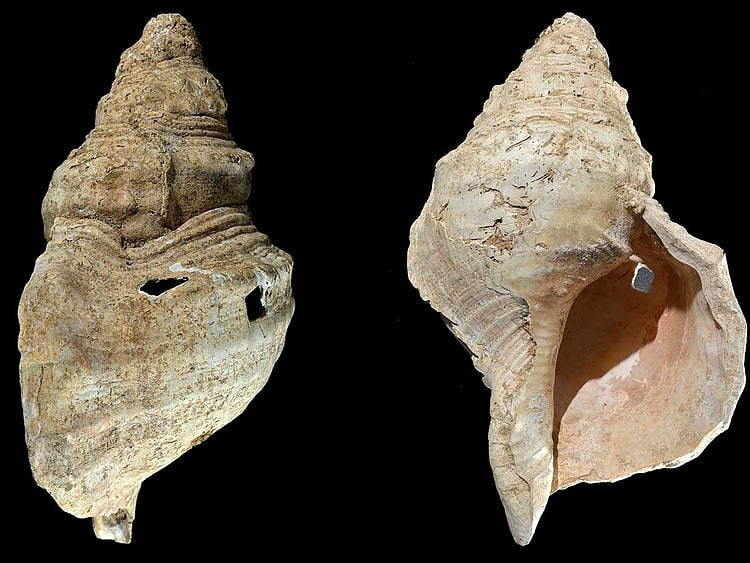 Conch shell France museum musical instrument