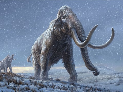 An artist's reconstruction shows the extinct steppe mammoth, an evolutionary predecessor to the woolly mammoth that flourished during the last Ice Age, based on the genetic knowledge gained from the Adycha mammoth specimen that from which DNA, more than 1 million years old, was extracted. 