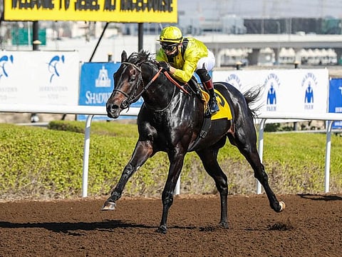 Shamikh, saddled by trainer Nicholas Bachalard, is taken to win the Pat Smullen Stakes at Jebel Ali Racecourse on Friday.