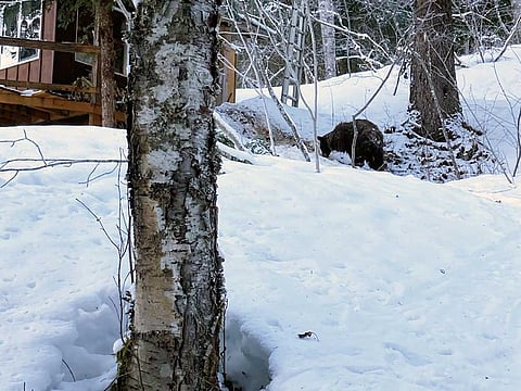 This Feb. 14, 2021 photo provided by Julia Heinz shows a bear seen near where Alaska resident Shannon Stevens was bit from underneath a day before while in an outhouse northwest of Haines, Alaska. Stevens was using an outhouse in the backcountry and she was attacked by a bear, from below. 