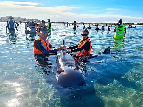 In this photo provided by Project Jonah, rescuers work to save pilot whales beached at Farewell Spit at the top of the South Island of New Zealand, Monday, Feb. 22, 2021.