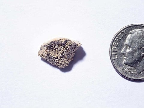 This handout photo released on February 23, 2021 by the University at Buffalo shows a bone fragment, found in Southeast Alaska, belonging to a dog that lived about 10,150 years ago according to a study.