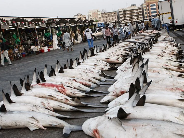 NAT SHARK FILE-1614171311934
