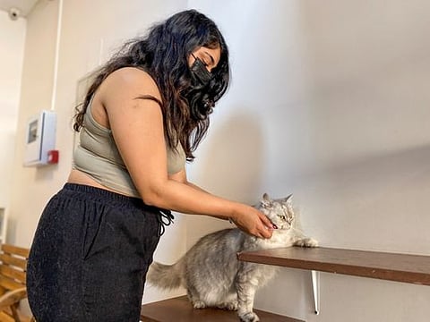 Look: Dubai cat cafe hopes rescues will find 'purrfect' new homes