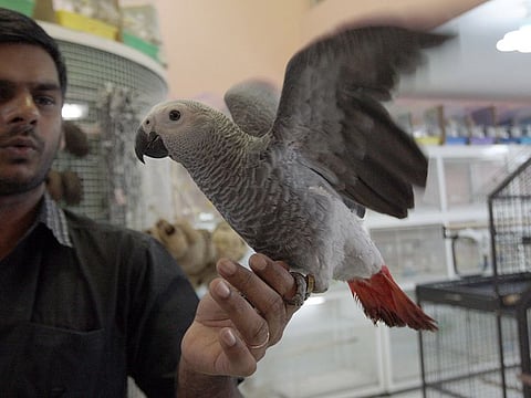  The ban covers imports of all kinds of live domestic and wild birds, ornamental birds, chicks and hatching eggs and their products that are not treated thermally, according to a tweet posted by the ministry on Monday. Picture for illustrative purposes only.