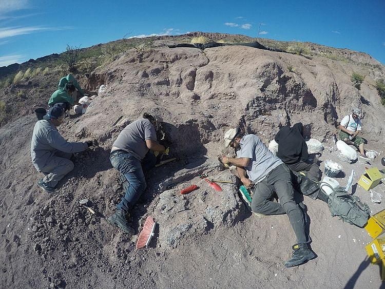 Palaeontologists excavate of dinosaur bones that belonged to a titanosaur in Neuquen province, Argentina. 