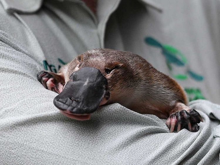 Annie the Platypus