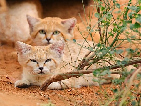 UAE: Al Ain Zoo raises awareness about conserving wildlife on World Wildlife Day