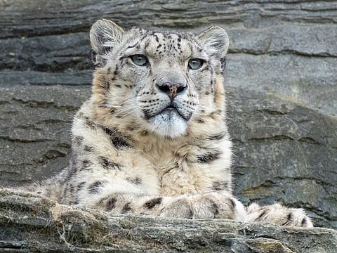 Snow leopard